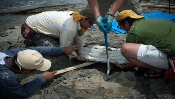 ​Panamá: Descubren restos fósiles de nueva especie de delfín de río