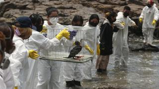 Derrame de petróleo: habilitan 4 puntos de acopio para llevar a las aves silvestres empetroladas