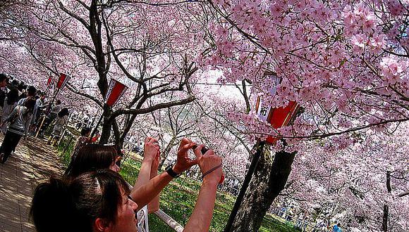 ​Japón se tiñe de rosa con el "sakura", época de los cerezos en flor
