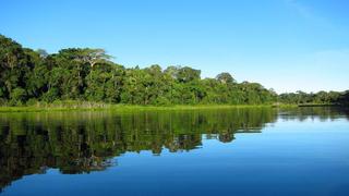 Poder Ejecutivo observó proyecto que realiza cambios a la Ley Forestal