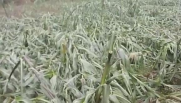 Lluvias destruyen parcelas de maíz en Chugay