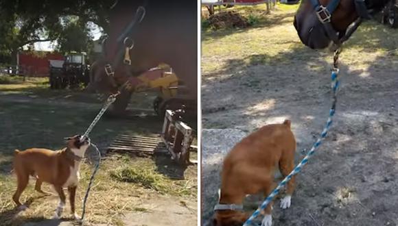 Perro sacó a  'pasear' sin problemas a un caballo (VIDEO)