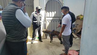 Tacna: Se presentan 58 denuncias por maltrato animal 