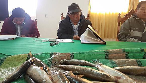 Denuncian muerte de peces en en sector de Llallimayo por minería 