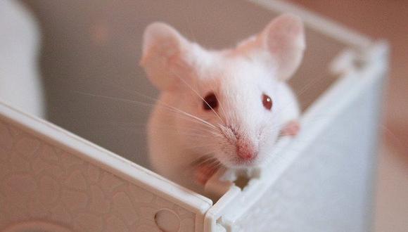 Alzheimer: Logran mejorar la memoria de ratones con esta enfermedad