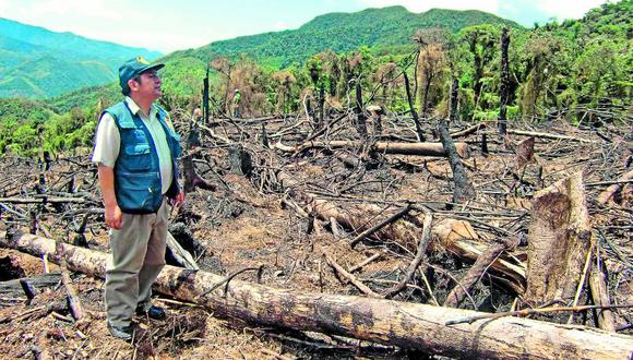 Gobierno nombrará a comisionado para combatir tala ilegal de bosques