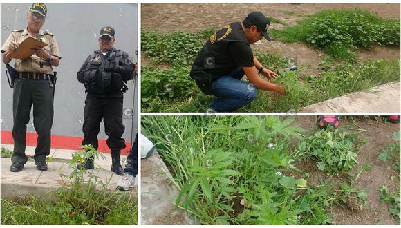 Arequipa: Hallan planta de marihuana en estadio Melgar (VIDEO)