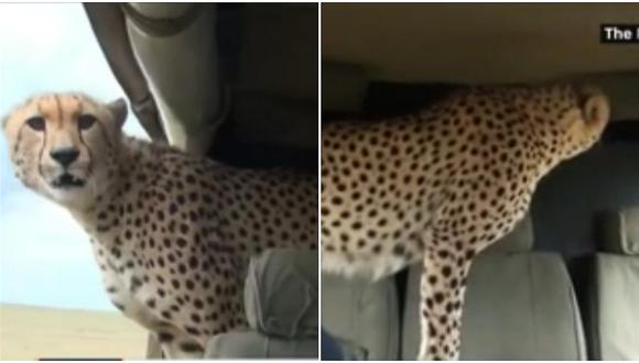 ¡El susto de sus vidas! Leopardo salta a una camioneta en Kenia (VIDEO)