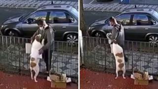 Cámara de seguridad capta cómo un hombre le roba el abrigo a un perro 