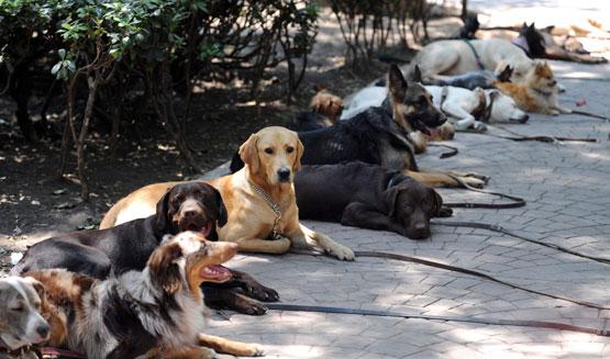 Argentina: Perros callejeros salvan a niña de ser violada