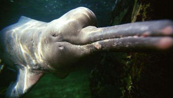 Protegerán a delfines rosados de la Amazonía con transmisores