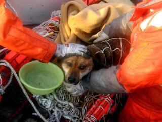 Inglaterra: Condenan a abuela zoofílica