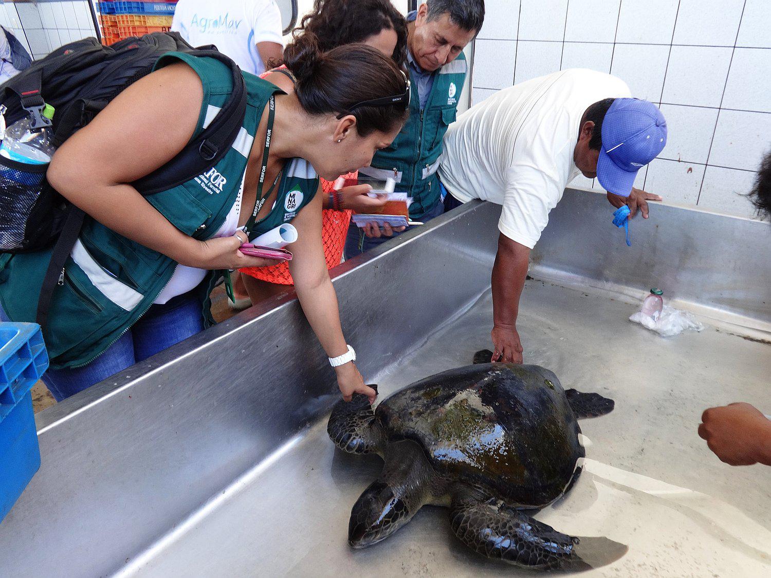 Serfor investiga varamiento y muerte de tortugas en Piura y Tumbes