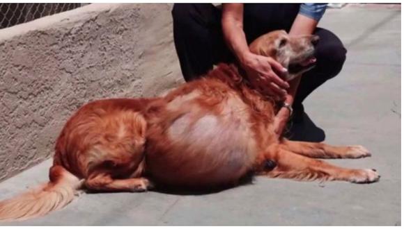 Una mujer enfrenta cargos por abandonar a su perro con tumor de 20 kilos