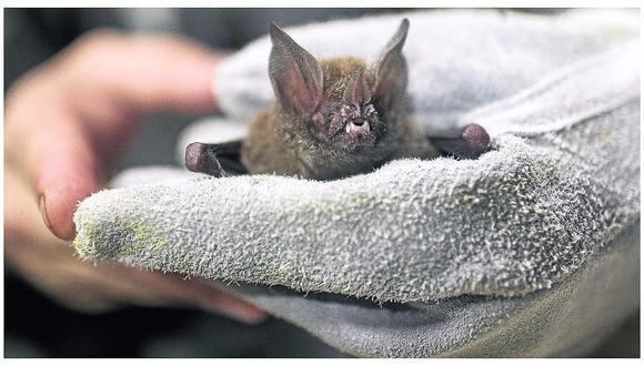 Cuidado: ​Rabia por murciélagos puede matar a pobladores de selva 
