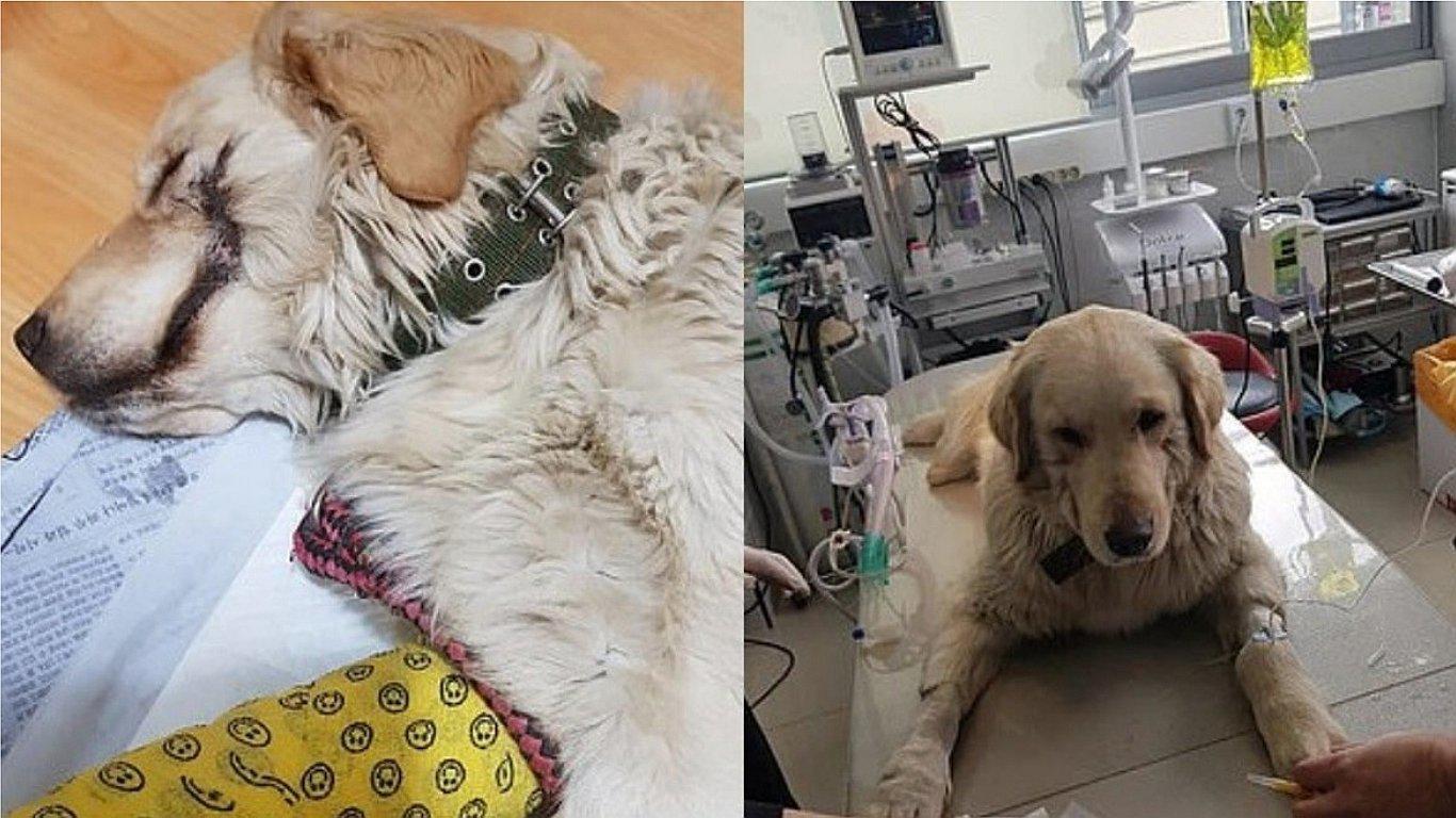 Maltrato animal: Dueño le cortó labios a su perro como uno de los villanos de Batman (FOTOS)