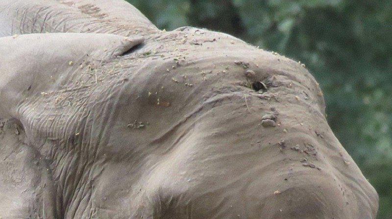 La historia del elefante que caminó varios días por ayuda tras recibir un balazo 
