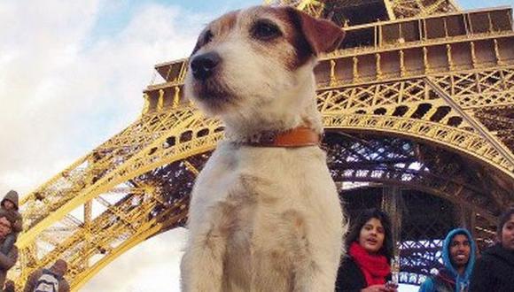 Francia: Mascotas son seres vivos dotados de sensibilidad