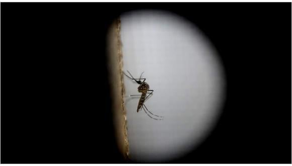 Zika: Viceministro de Salud confirma segundo caso importado de virus en el Perú