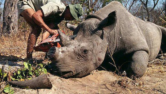 Zoológico corta los cuernos a rinocerontes tras ataque de cazadores