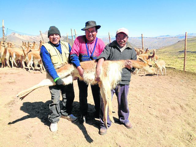 Sarna en vicuñas deja grandes pérdidas económicas