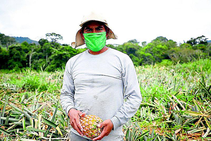 Junín: Productores rematan piñas Golden de exportación para poder sobrevivir a COVID-19