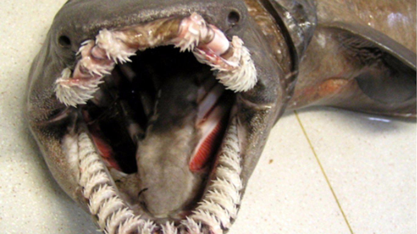 Capturan 'fósil viviente' de 80 millones de antigüedad