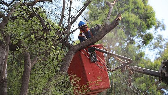 Enosa y municipalidad de Piura podan 400 árboles identificados con alto riesgo