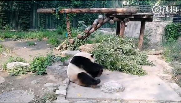 Turistas lanzaron piedras a un oso panda para que despierte y los entretenga (VIDEO)