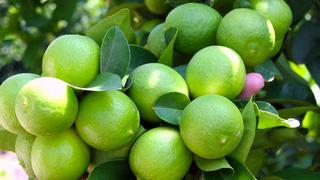 La Libertad: Limón sutil de Chulucanas es empleado para diversificar la producción agrícola en el valle de Virú