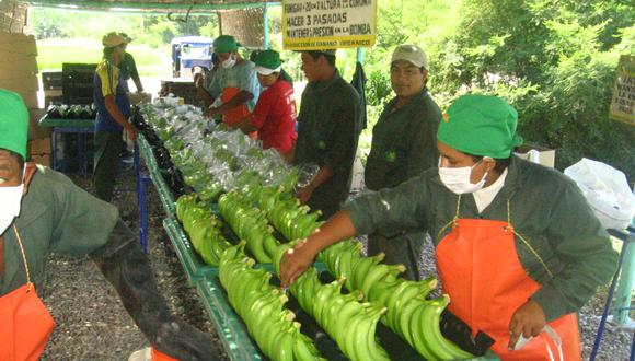 Embajadora de UE: Banano orgánico de valle del Chira cumple con estándares ambientales