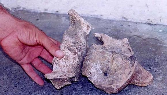 Argentina: Descubren nueva especie de perezoso prehistórico