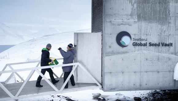 Un hombre lleva una de las cajas recién llegadas que contienen semillas de Japón y EE. UU. al banco internacional de genes Svalbard Global Seed Vault (SGSV), en las afueras de Longyearbyen en Spitsbergen, Noruega. (Foto: Junge, Heiko / NTB Scanpix / AFP)