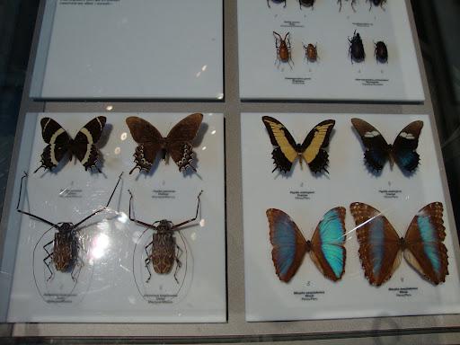 Crean primer Insectario Municipal del Perú en Miraflores