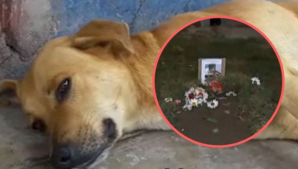 Murió "Gringo", perrito que ayudó a un joven asaltado en Ate (VIDEO)
