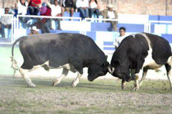 Pelea de toros con programa