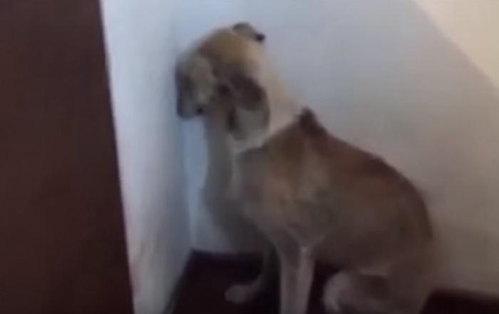​YouTube: Así reacciona una perrita tras años de maltrato (VIDEO)