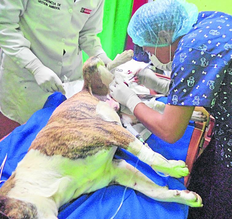 Alertan que perros contagian  peligrosas enfermedades