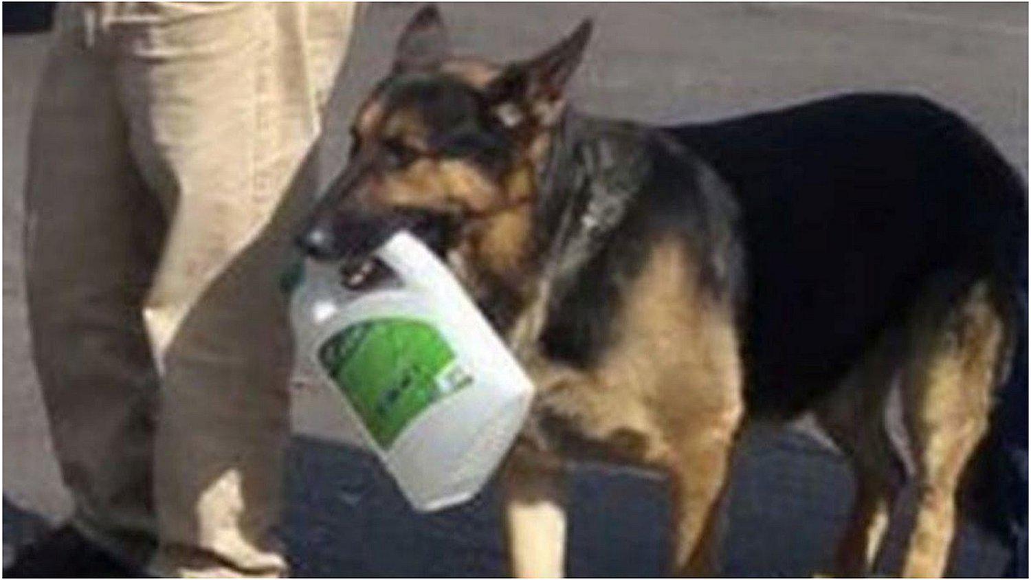 México: perro hace cola para comprar gasolina y causa asombro en Facebook (VIDEO)