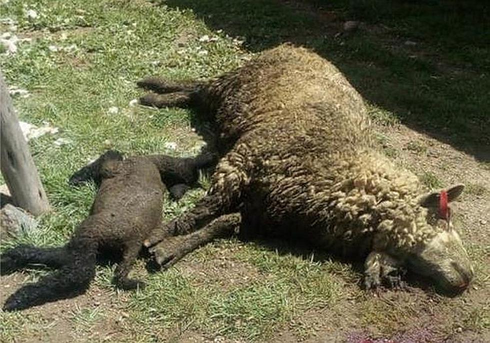 ​Perros salvajes atacan a corderos en Arequipa (FOTOS)