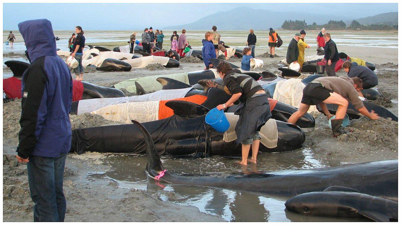 Hallan al menos 300 ballenas muertas en playa de Nueva Zelanda