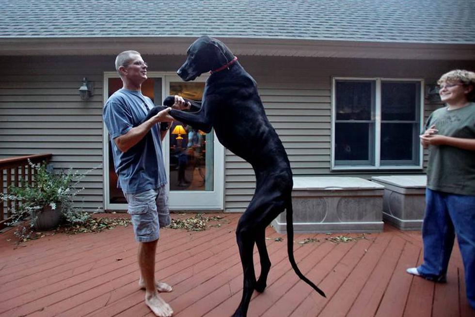 Murió Zeus el perro más alto del mundo
