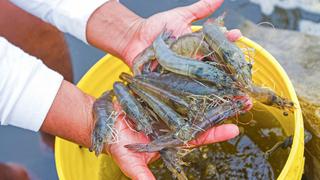 Pescadores del valle de Majes exigen renuncia del gerente de Producción