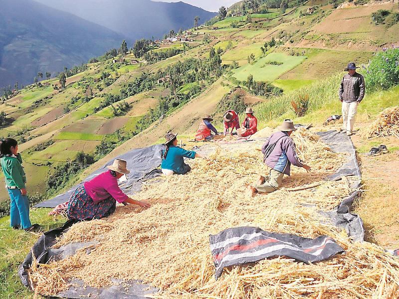 Estados Unidos devuelve 200 toneladas de quinua peruana