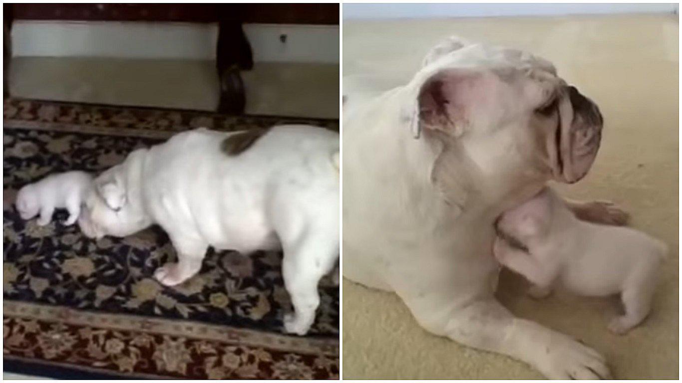 YouTube: Perrito hace berrinche a su mamá y se vuelve viral (VIDEO)