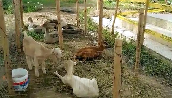 Navidad 2015: Recrean nacimiento con animales reales en Jayanca (VIDEO)