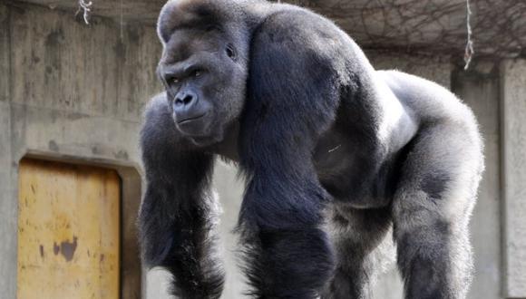 Japón: Gorila con aires de galán, es  la nueva estrella de un zoológico