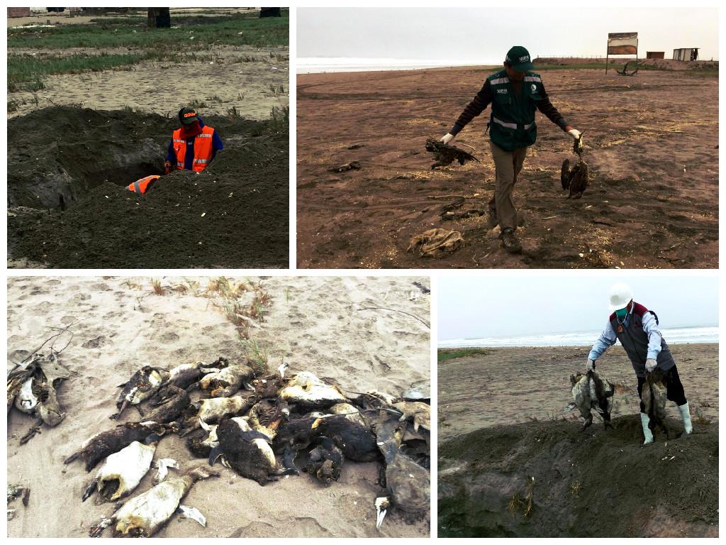 Investigan a dos pescadores por matanza de 20 pinguinos en el litoral