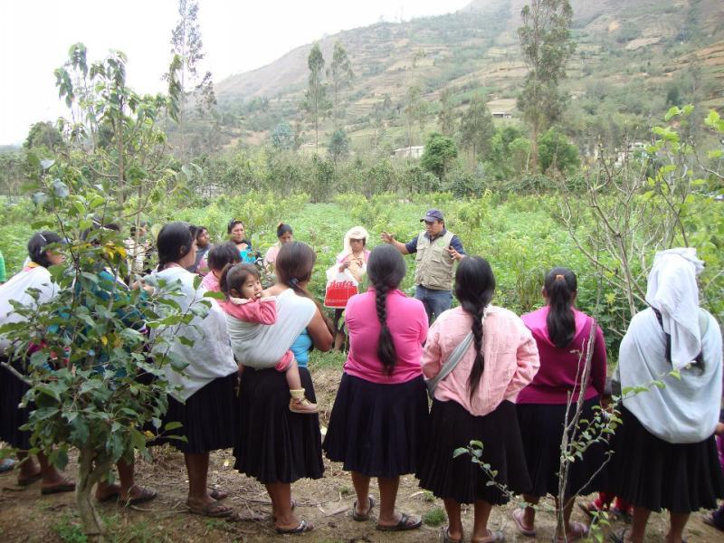 DRA instala 86 hectáreas de durazno en 7 distritos