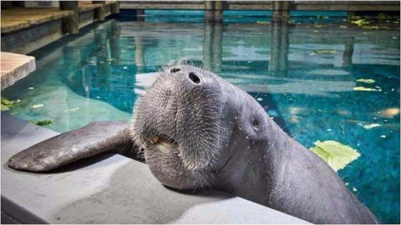 ​Muere Snooty, el manatí en cautiverio más longevo del mundo (VIDEO)